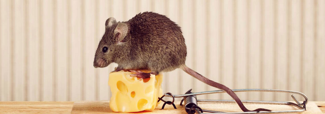 piéger un rat
